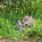 Jaguar_2009_0160.jpg