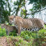 Jaguar, Pantanal, Brazil