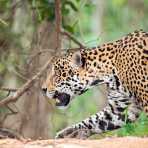 Jaguar_2009_0211.jpg