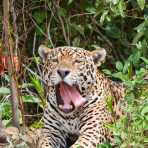 Jaguar, Pantanal, Brazil