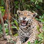 Jaguar, Pantanal, Brazil