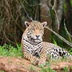 Jaguar_2009_0242.jpg