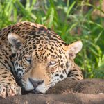 Jaguar, Pantanal, Brazil