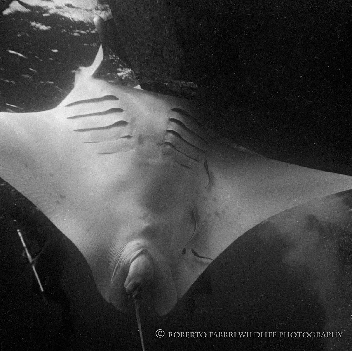 Birth of a manta ray