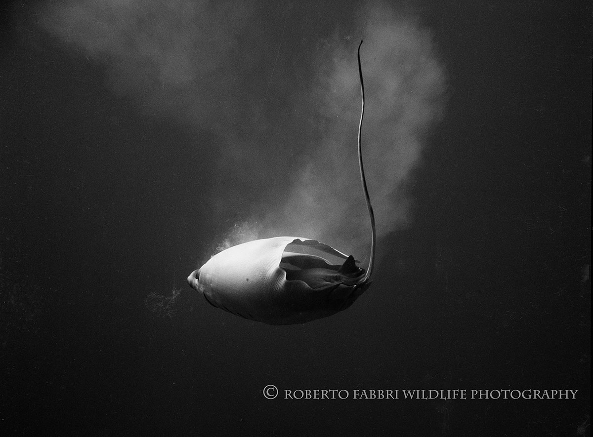 Birth of a manta ray