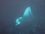 The Birth of a Manta Ray