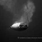 Birth of a manta ray