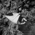 Birth of a manta ray