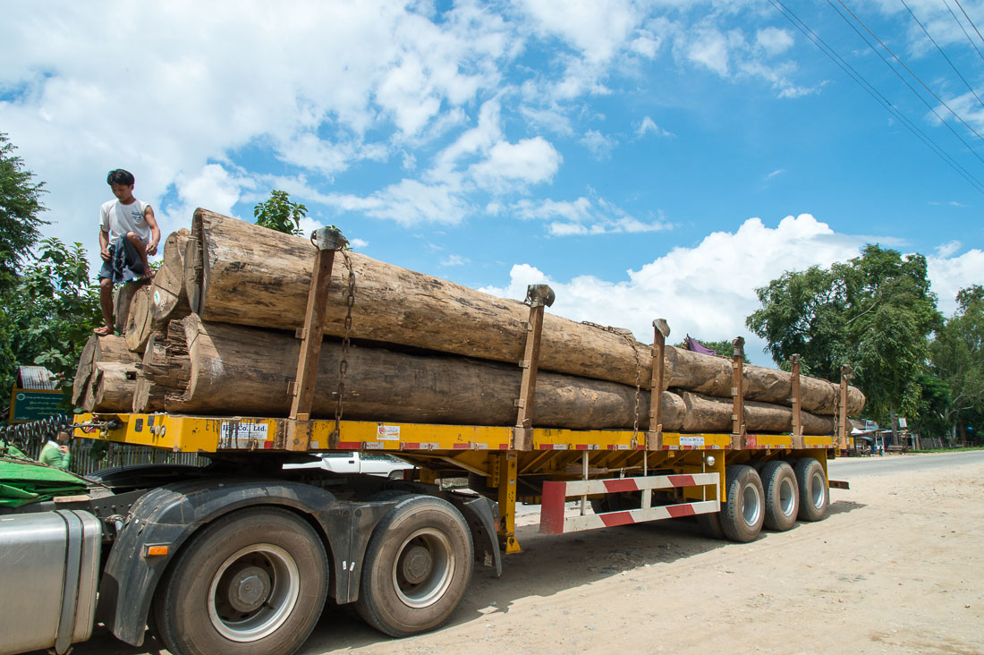 A heavy load of fresh harvested rare Burma teak, Myanmar, Indochina, South East Asia.