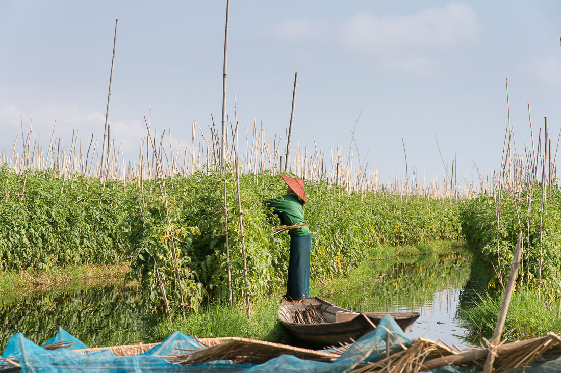 Woman harvesting tomatoes from a floating garden, Inle Lake, Shan State, Myanmar, Indochina, South East Asia.