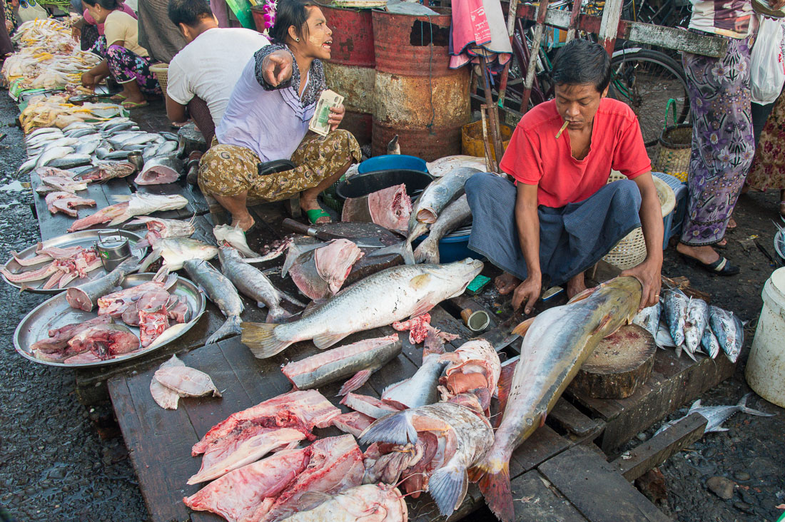 Cleaning a fresh caught large fish early morning at the market in Sittwe, Rakhine State, Myanmar, Indochina, South Easr Asia.