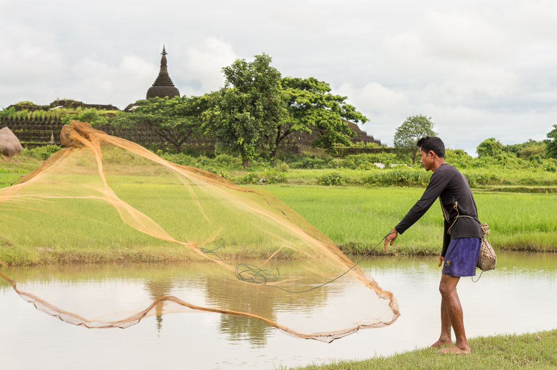 Experienced fisherman casting his net on a pond near the ancient Buddhist temples in Mrauk U Village, Rakhine State, Myanmar, Indochina, South East Asia.