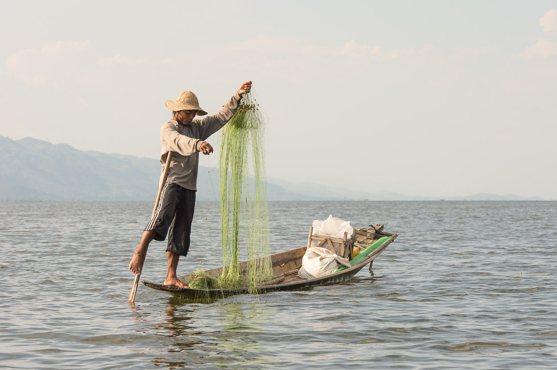 Fisherman traditionally leg rowing, Inle Lake, Shan State, Myanmar, Indochina, South East Asia.