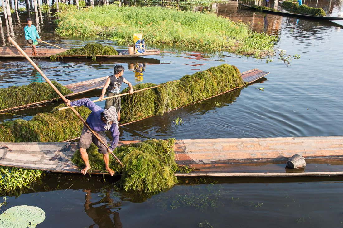 Boatmen with fresh harvested weeds, Inle Lake, Shan State, Myanmar, Indochina, South East Asia.
