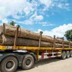 A heavy load of fresh harvested rare Burma teak, Myanmar, Indochina, South East Asia.