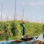 Woman harvesting tomatoes from a floating garden, Inle Lake, Shan State, Myanmar, Indochina, South East Asia.