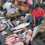 Cleaning a fresh caught large fish early morning at the market in Sittwe, Rakhine State, Myanmar, Indochina, South Easr Asia.