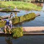 Boatmen with fresh harvested weeds, Inle Lake, Shan State, Myanmar, Indochina, South East Asia.