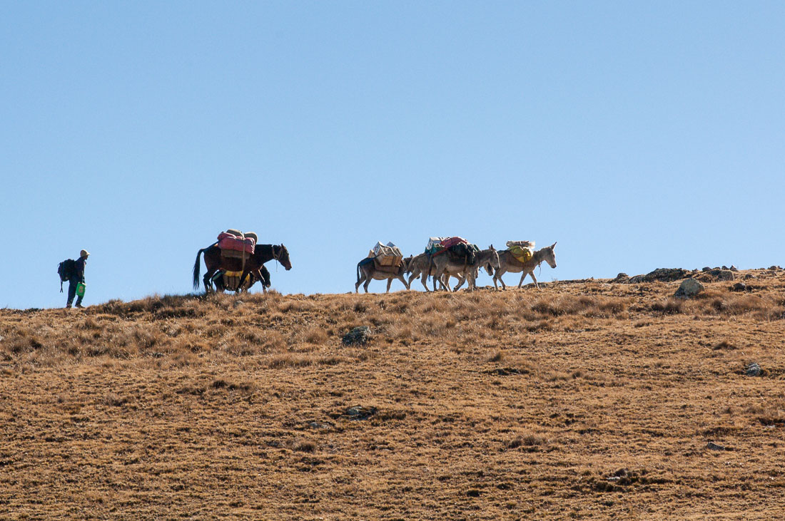 Mules heavy loaded climbing the high elevation of the Cordillera Blanca, Peru, South America