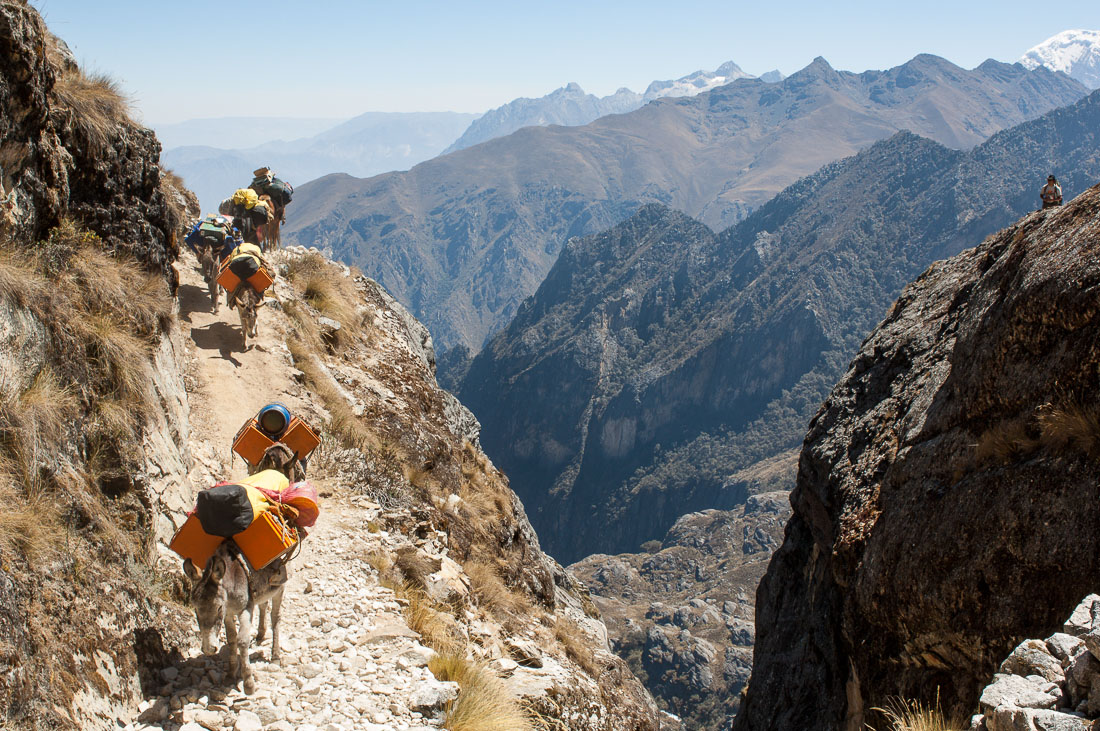 Mules heavy loaded climbing the high elevation of the Cordillera Blanca, Peru, South America
