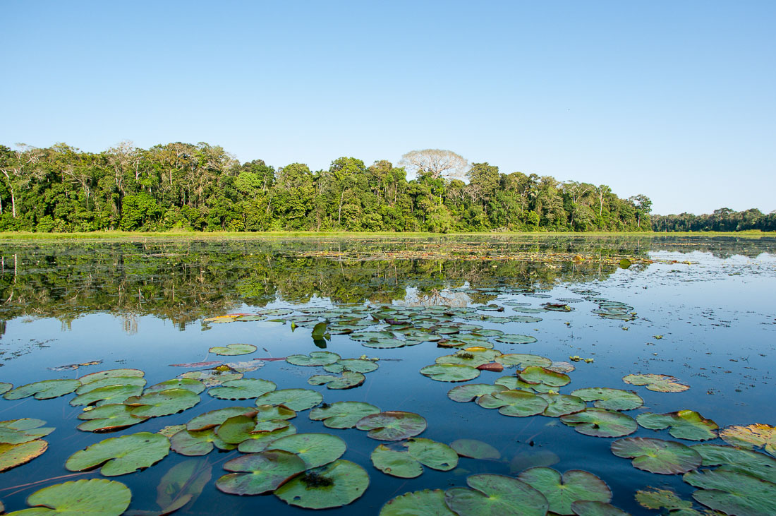 Cocha Blanco, a cross bow lake, natural habitat for the giant river otters, Madre de Dios, Peru