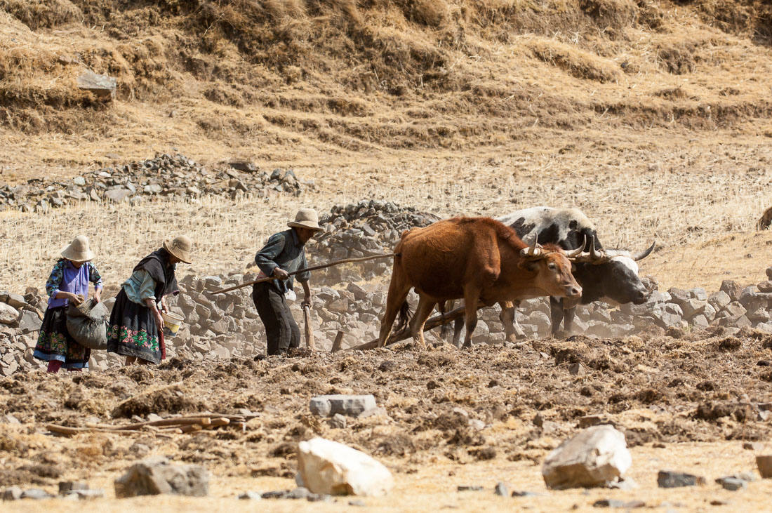 Bull plowing, using rudimentary wooden plow, in the altitudes of the Cordillera Blanca, Peru, South America