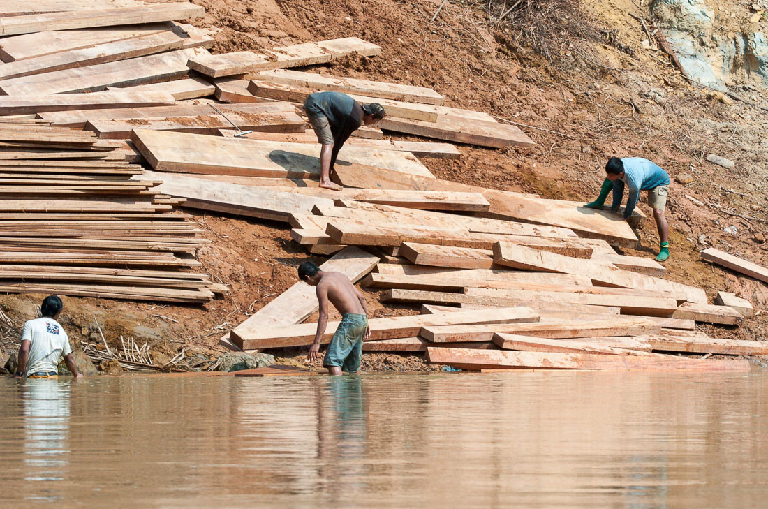 Illegal loggers on the river banks of Rio las Piedras, rain forest of Amazon Basin, Madre de Dios, Peru, South America