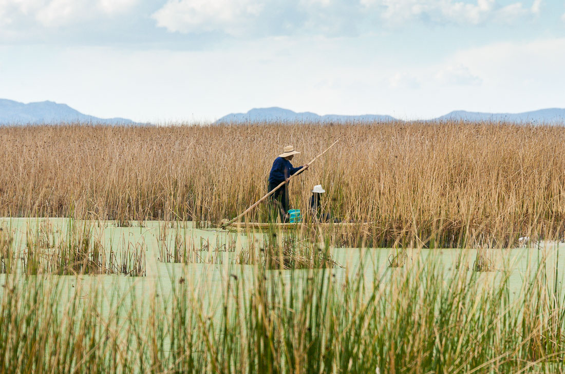 Fisherman inside high canes, Lago Titicaca, Peru, South America