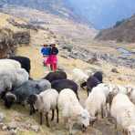 Young sheperds from the high elevation of the Cordillera Blanca, Peru, South America