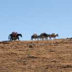 Mules heavy loaded climbing the high elevation of the Cordillera Blanca, Peru, South America