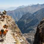 Mules heavy loaded climbing the high elevation of the Cordillera Blanca, Peru, South America