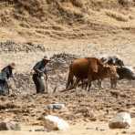 Bull plowing, using rudimentary wooden plow, in the altitudes of the Cordillera Blanca, Peru, South America