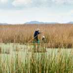 Fisherman inside high canes, Lago Titicaca, Peru, South America