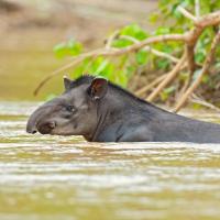 Brazilian_Tapir_2006_0002.jpg