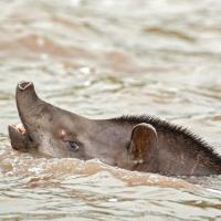 Brazilian_tapir_2007_0015.jpg