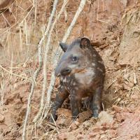 Brazilian_tapir_2007_0026.jpg
