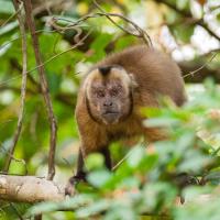 Brown_capuchin_0001.jpg