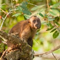 Brown_capuchin_0009.jpg