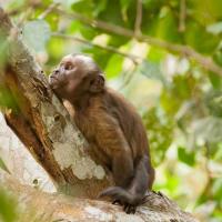 Brown_capuchin_0016.jpg