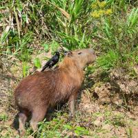 Capybara_0011.jpg