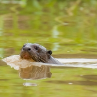 Giant_river_otter_0005.jpg
