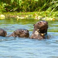 Giant_river_otters_0045.jpg