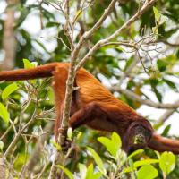 Red_howler_2006_0032.jpg