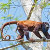 Red_howler_2006_0043.jpg