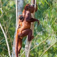 Red_howler_2007_0039.jpg