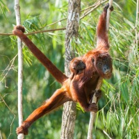 Red_howler_2007_0043.jpg