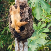 Southern_Tamandua_2006_0002.jpg