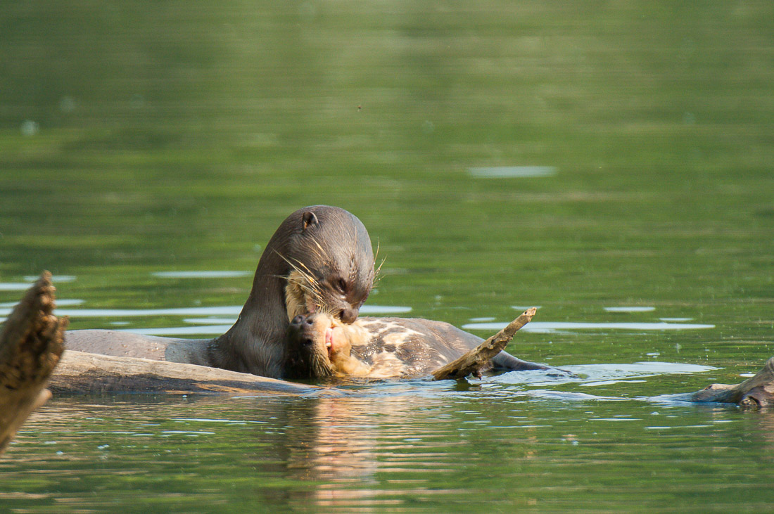 Giant_river_otter_2007_0035.jpg