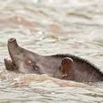 Brazilian_tapir_2007_0015.jpg