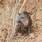 Brazilian_tapir_2007_0026.jpg